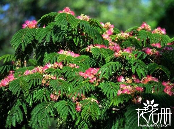 合欢花盆栽怎么种植 合欢花盆栽种植方法及注意事项