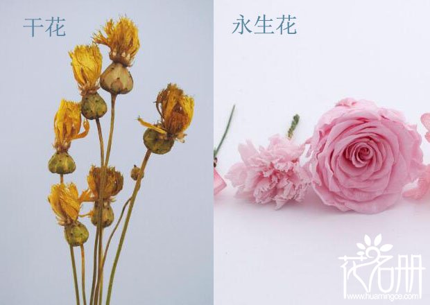 永生花和干花的区别，六大区别分清永生花和干花