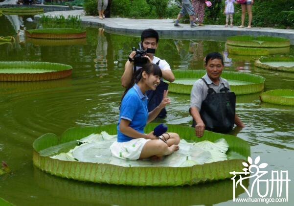 王莲为什么可以坐人，王莲背部粗壮的叶脉是关键(可承重约70公斤)