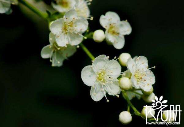 珍珠梅什么时候开花 珍珠梅的花期为7-8月(花期50天左右)