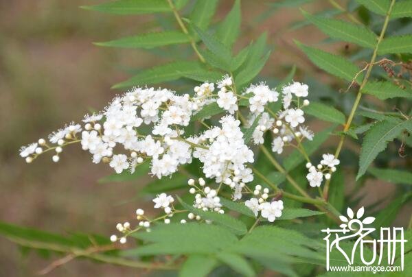 珍珠梅为什么不开花 珍珠梅不开花的五个原因