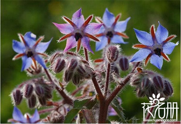 什么花的花语是坚强 花语寓意坚强的6种花(剑兰居首位)