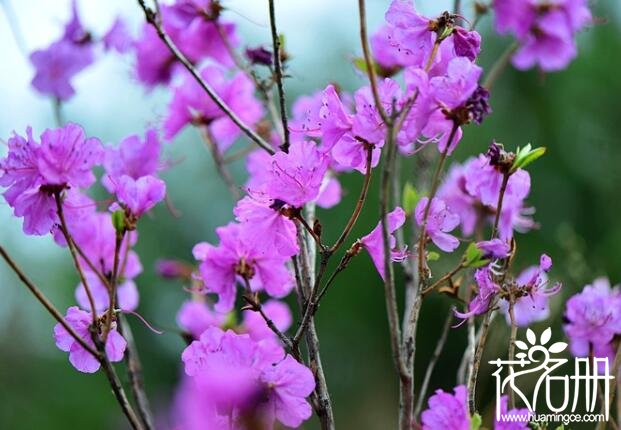 朝鲜的国花是什么花 象征爱意和幸福的金达莱(迎红杜鹃)