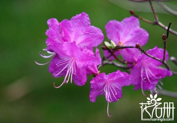 朝鲜的国花是什么花 象征爱意和幸福的金达莱(迎红杜鹃)