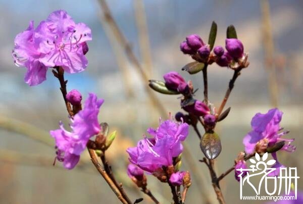 朝鲜的国花是什么花 象征爱意和幸福的金达莱(迎红杜鹃)