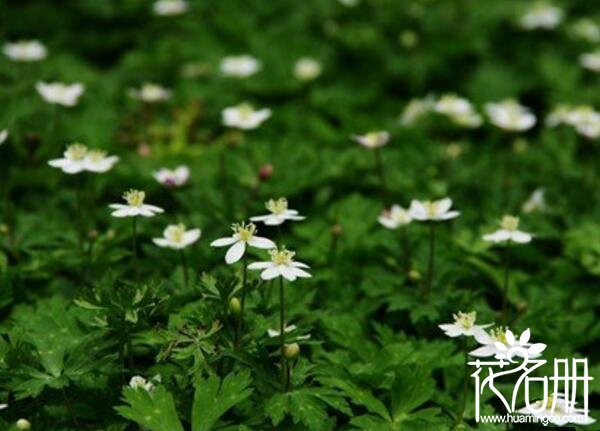 什么花的花语是想念你 代表想念的花(蔷薇代表爱的思念)