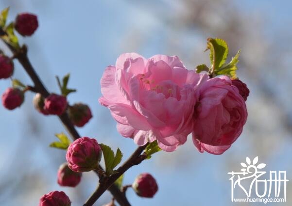 无锡的市花是什么花 无锡的市花是梅花和杜鹃花