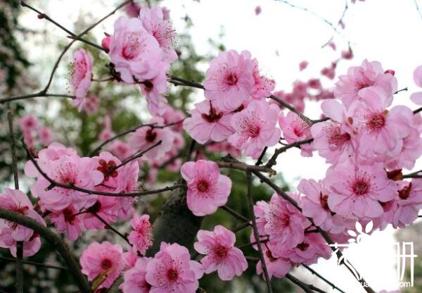 无锡的市花是什么花 无锡的市花是梅花和杜鹃花