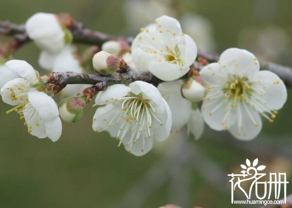 泰州市花是什么花 代表高风亮节的梅花