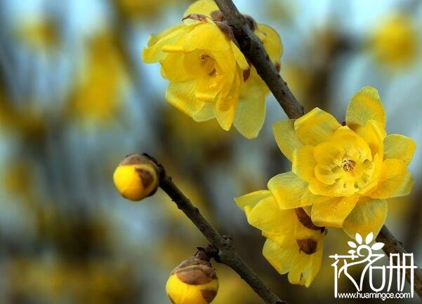 泰州市花是什么花 代表高风亮节的梅花