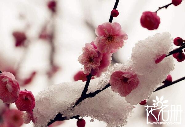 泰州市花是什么花 代表高风亮节的梅花