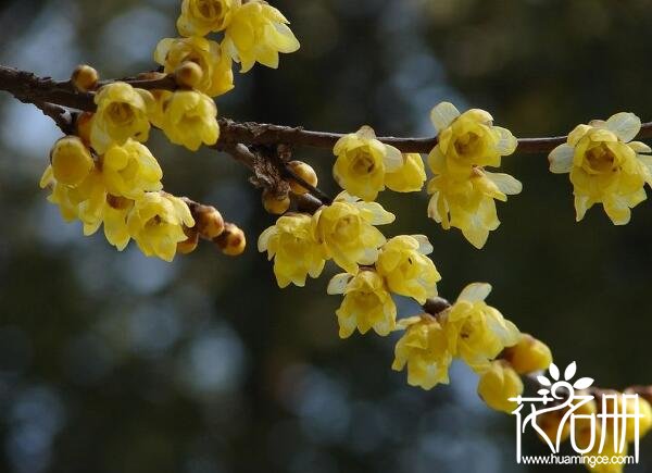 泰州市花是什么花 代表高风亮节的梅花