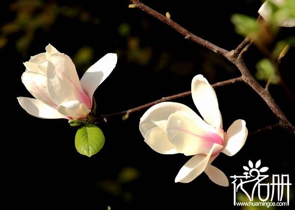 连云港市花是什么花 寓意感恩的玉兰花