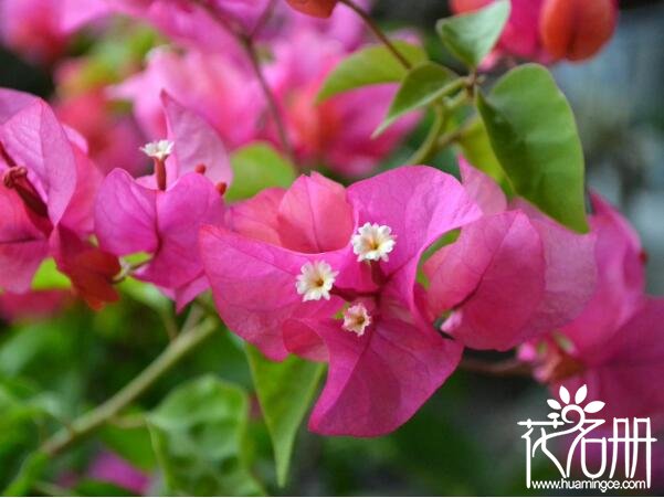 深圳市市花是什么花 代表坚韧不拔和顽强奋进的三角梅