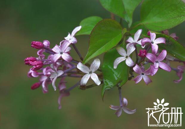 向女孩表白送什么花最好 适合向女孩表白的六种花(蔷薇花最浪漫)