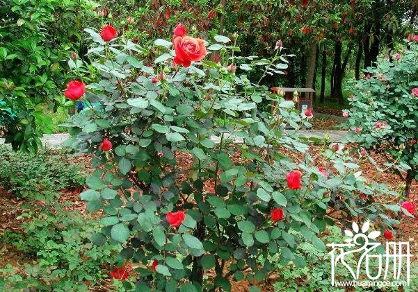 保加利亚国花是什么花 寓意爱情的玫瑰花