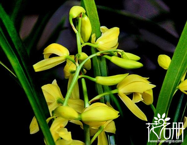 野生惠兰是保护植物吗 蕙兰不在国家保护植物范畴内