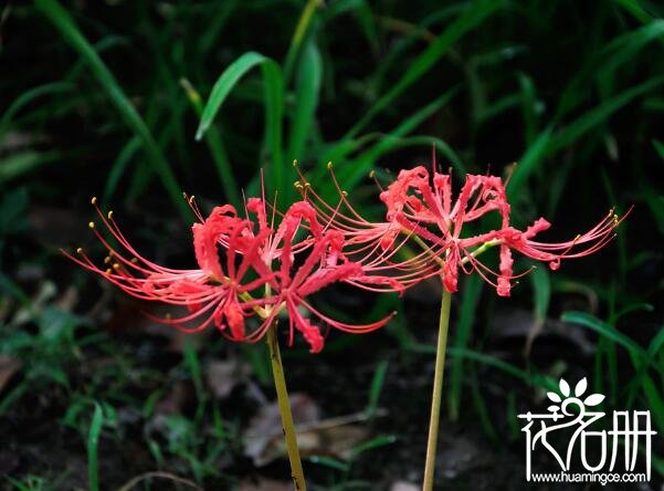 什么花的花语是回忆 五种代表回忆的植物(勿忘我代表永远的回忆)