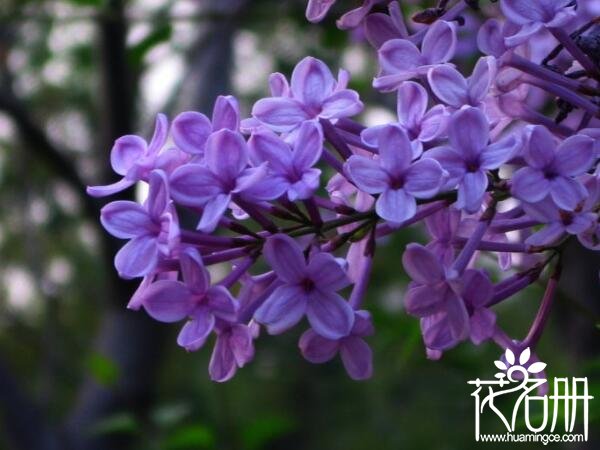 什么花的花语是回忆 五种代表回忆的植物(勿忘我代表永远的回忆)