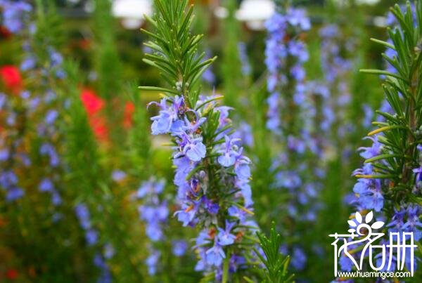 什么花的花语是回忆 五种代表回忆的植物(勿忘我代表永远的回忆)