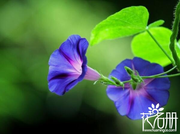 爬藤的花卉有哪些 八种常见的爬藤花卉（铁线莲是藤本皇后）