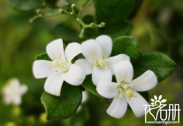 九里香什么时候开花，7-10月是九里香花期