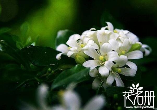 九里香什么时候开花，7-10月是九里香花期