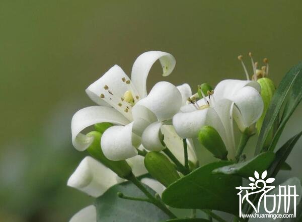 九里香什么时候开花，7-10月是九里香花期