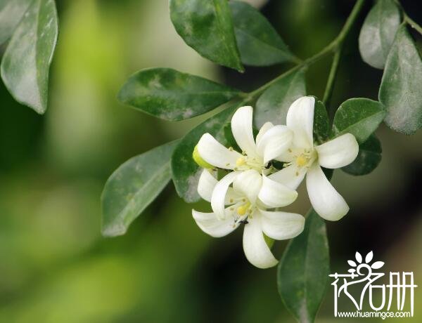 九里香什么时候开花，7-10月是九里香花期