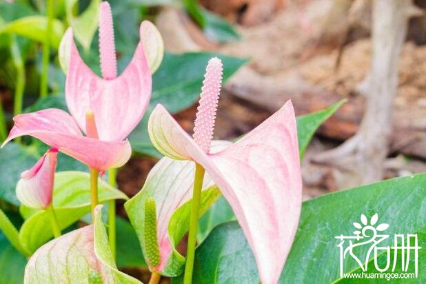 红掌不开花什么原因 红掌不开花的五个原因及解决办法