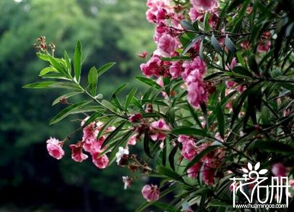 夹竹桃泡水喝会死吗 夹竹桃泡水喝中毒症状(有猝死的风险)