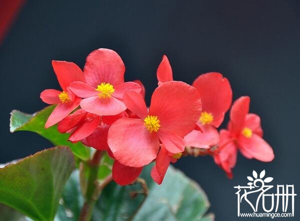 夏季好养的花有哪些 适合夏季养殖的8种花卉(超好养)