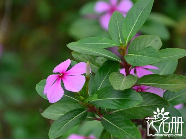 夏季好养的花有哪些 适合夏季养殖的8种花卉(超好养)