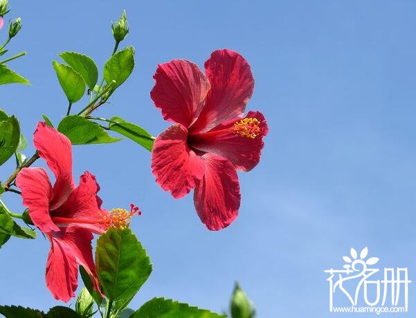 夏季好养的花有哪些 适合夏季养殖的8种花卉(超好养)