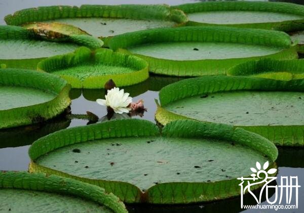 中国哪里有王莲 中国广泛种植王莲的三大区域(广州居首位)