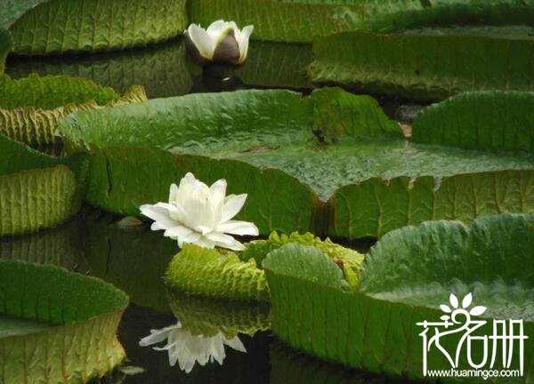 中国哪里有王莲 中国广泛种植王莲的三大区域(广州居首位)