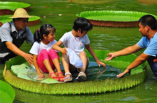 中国哪里有王莲 中国广泛种植王莲的三大区域(广州居首位)