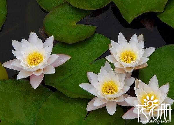 莲花和荷花的区别是什么 莲花与荷花的五大区别(莲花包含荷花)