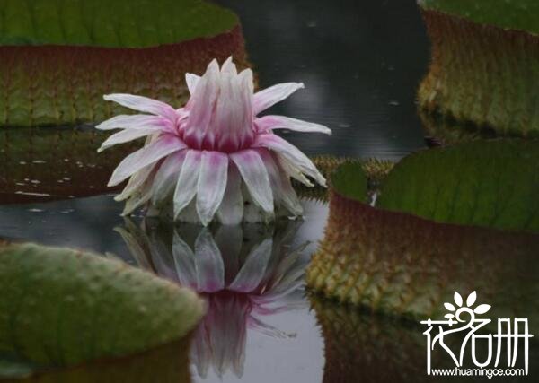 王莲种子怎么种 王莲种子播种方法(种子要隔年种植才可成活）