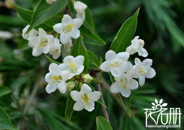 北方能过冬的庭院花有哪些 北方庭院7种耐寒极强的花(矾根最抗寒)