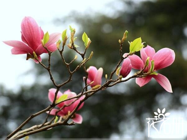 北方能过冬的庭院花有哪些 北方庭院7种耐寒极强的花(矾根最抗寒)