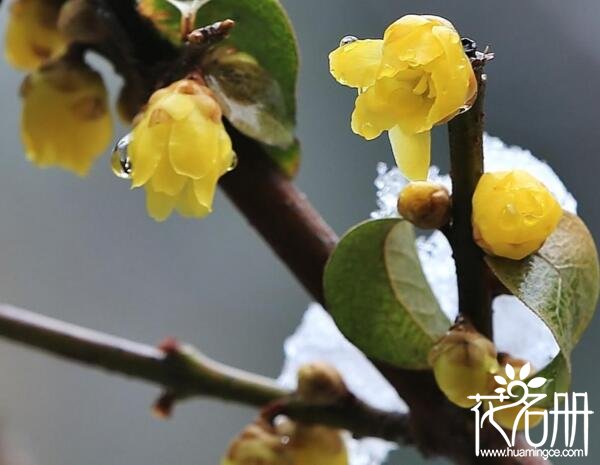 南方庭院适合种什么花 7种适合种在南方庭院的花(粗放管理即可)