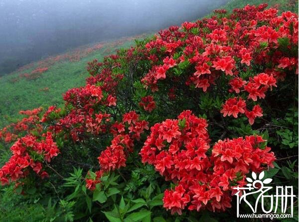 南方庭院适合种什么花 7种适合种在南方庭院的花(粗放管理即可)