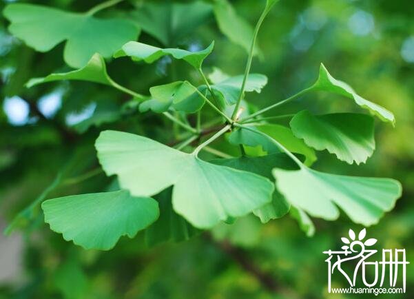 庭院种什么树风水好 庭院适合种的7种镇宅之树