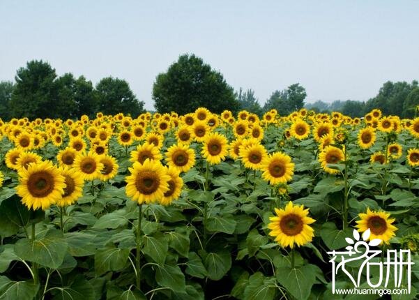 北方庭院适合种什么花 7种适合北方庭院种的花卉(牡丹花为花中之王)