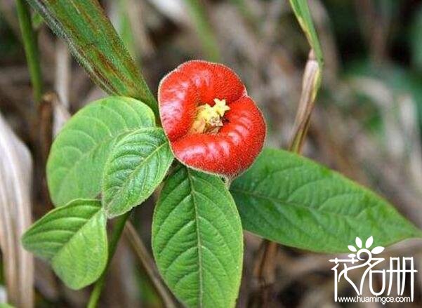 嘴唇花种子怎么播种 嘴唇花种植方法(定植很关键)