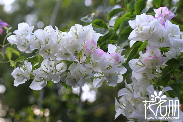 三角梅掉叶子怎么回事 夏冬落叶是三角梅自我保护(夏季避免暴雨暴晒)