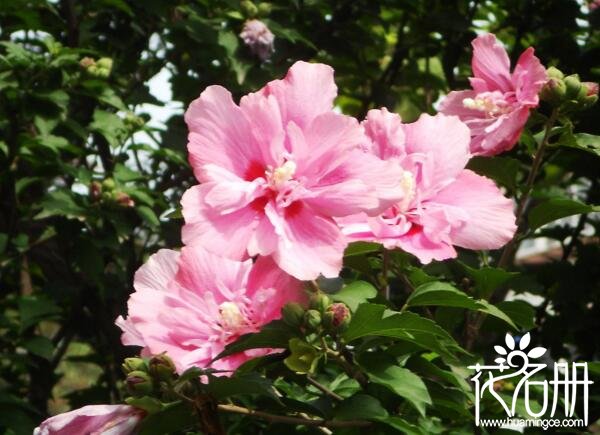 木槿花是扶桑花吗 木槿花和扶桑花的区别(撑握5点轻松辩花)