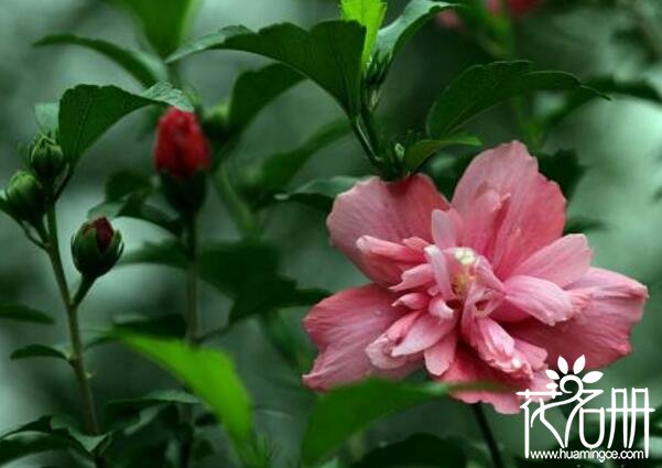 木槿花象征着什么 木槿花的寓意是坚持永恒的爱