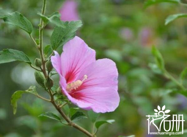 木槿花怎么养 木槿花养殖方法和注意事项(避雨防涝很重要)